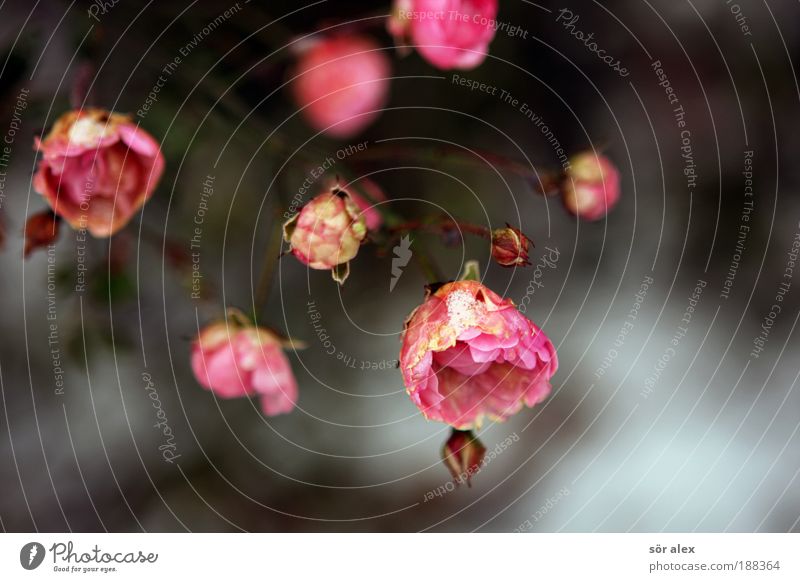 beharrlich Pflanze Winter Blume Sträucher Rose Blüte Duft verblüht kalt schön rosa weiß Stimmung Vergänglichkeit Rosenblüte Rosenstock vertrocknet Frost Eis