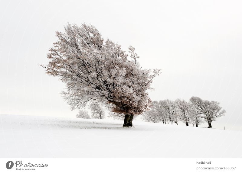 Schneebuchen Umwelt Natur Landschaft Pflanze Himmel Winter Wiese Berge u. Gebirge atmen braun schwarz weiß Gefühle Stimmung ruhig Tag Farbfoto Gedeckte Farben