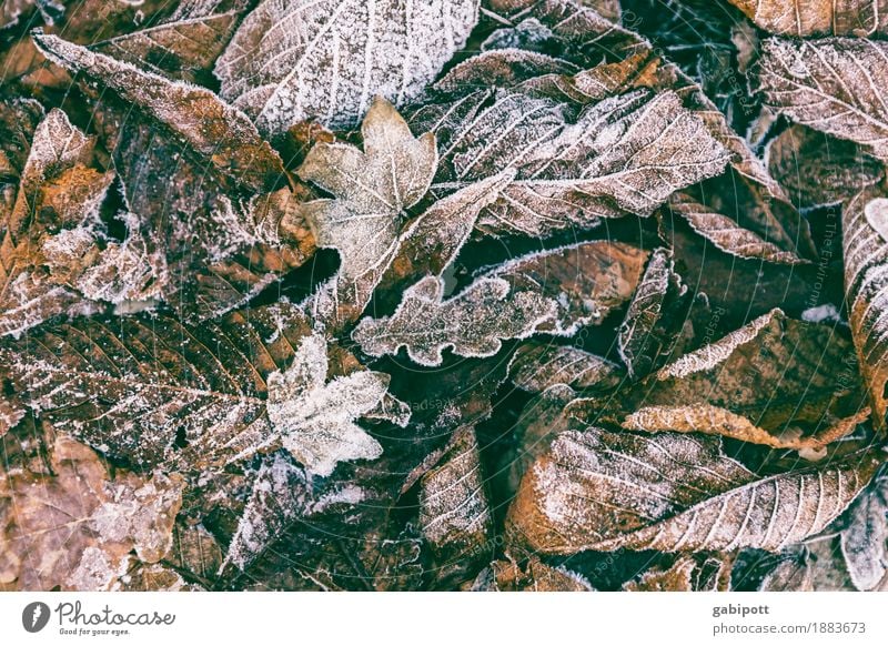 Winteranfang Umwelt Natur Landschaft Herbst Wetter Schönes Wetter schlechtes Wetter Eis Frost Blatt Garten Park frisch kalt braun mehrfarbig Lebensfreude Idylle