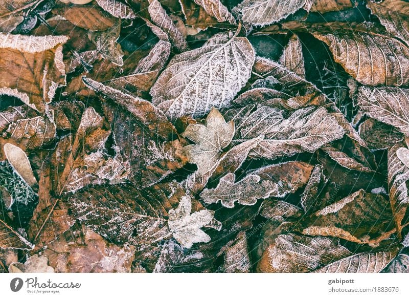 Frostig Umwelt Erde Winter Wetter Schönes Wetter schlechtes Wetter Eis Schnee Blatt braun Beginn kalt Verfall Vergänglichkeit Zeit frieren Farbfoto