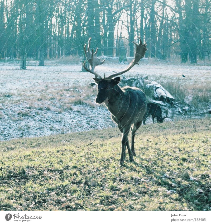 Jägermeister Winter Baum Gras Sträucher Park Wald Tier Wildtier Hirsche Horn 1 2 Bewegung elegant Idylle Natur zierlich Schüchternheit zurückhalten Schatten