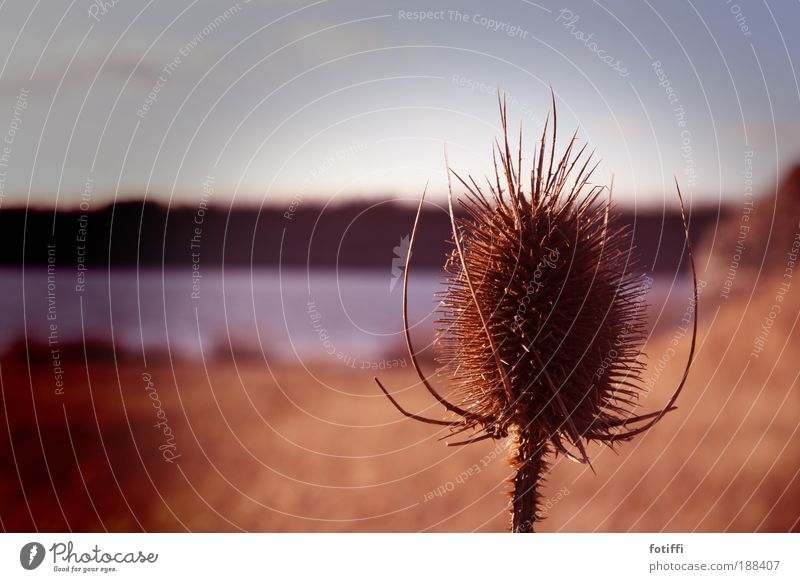 thistle Umwelt Natur Landschaft Pflanze Wasser Himmel Horizont Winter Schönes Wetter Sträucher Wildpflanze Einsamkeit stachelig See Steinbruch pieksig Distel