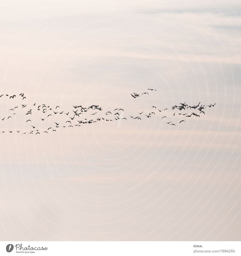 Orientierung | Teamwork Himmel Wolken Vogel Vogelschwarm Zugvogel Gans Tiergruppe Herde Schwarm Rudel Bewegung fliegen Zusammensein Wachsamkeit Pünktlichkeit