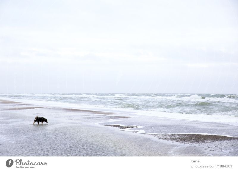 Orientierung | Die Flüchtigkeit der Fährte Sand Wasser Wellen Küste Strand Ostsee Priel Tier Haustier Hund 1 berühren laufen stehen maritim Neugier Interesse