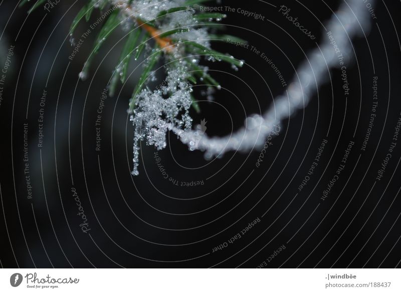 Schneekette Natur Winter Eis Frost Pflanze Erholung frieren glänzend kalt grün schwarz weiß Freude Glück Fröhlichkeit Zufriedenheit ruhig Zusammenhalt Spinne