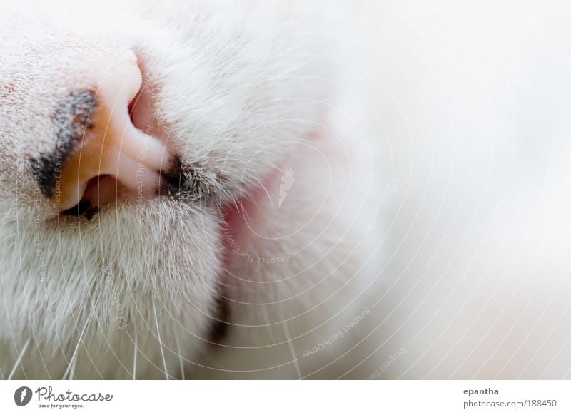 Katzengesicht Tier Haustier Tiergesicht 1 liegen Coolness Glück rosa weiß Freude Warmherzigkeit Tierliebe friedlich Erholung Frieden Gelassenheit genießen