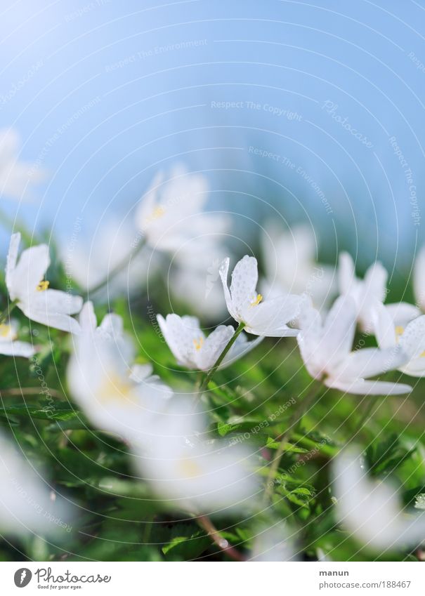 Wiesengrund Sinnesorgane Duft Feste & Feiern Natur Frühling Schönes Wetter Pflanze Blatt Blüte Wildpflanze Buschwindröschen Anemonen Frühlingsblume Frühblüher