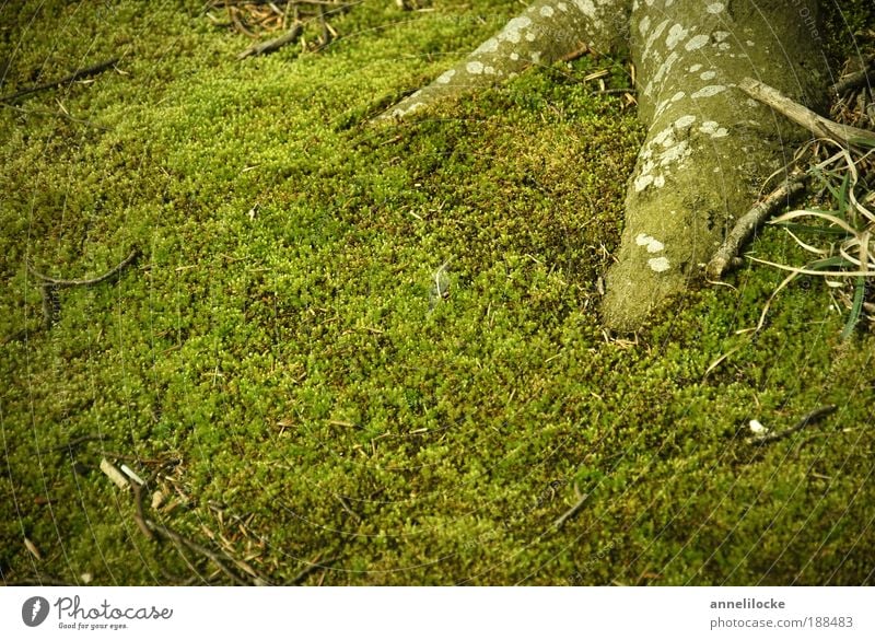 grüner Samt Umwelt Natur Pflanze Frühling Sommer Baum Moos Grünpflanze Wildpflanze Wald frisch sattgrün Wurzel Waldboden Farbfoto Außenaufnahme Nahaufnahme