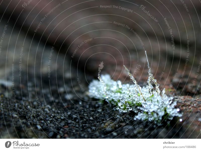 Aufgefädelt Wassertropfen Winter Klima Eis Frost Moos frieren glänzend kalt Spitze ruhig Ausdauer Trauer Ende stagnierend Vergänglichkeit zart bewegungslos