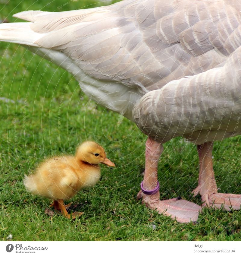 immer nah bei Mama... Umwelt Natur Pflanze Tier Frühling Schönes Wetter Gras Wiese Haustier Nutztier Vogel Gans Gössel Feder Tierfuß 2 Tierjunges Tierfamilie