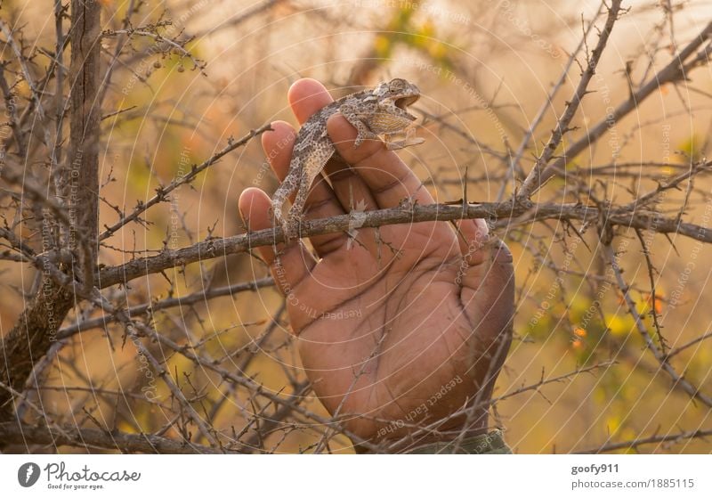 Camelion Hand Umwelt Natur Landschaft Frühling Sommer Herbst Schönes Wetter Wärme Dürre Pflanze Baum Sträucher Wildpflanze Wüste Tier Wildtier Tiergesicht