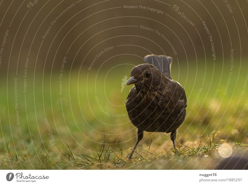 Amsel Umwelt Natur Tier Sonnenlicht Frühling Herbst Schönes Wetter Eis Frost Gras Garten Park Wiese Wildtier Vogel Tiergesicht Flügel 1 beobachten ästhetisch