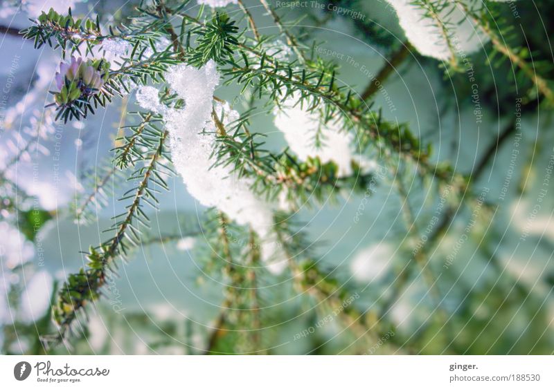 Schneelichter Natur Sonnenlicht Winter Klima Schönes Wetter Eis Frost Pflanze Sträucher Blüte Grünpflanze Heidekrautgewächse blau grün weiß kalt frieren