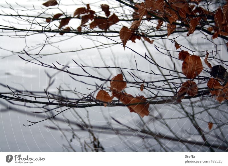 Dezembergrau winterliche Stille Winterstille heimisch Winterkälte nordisch Kälteeinbruch nordische Kälte Sehnsucht melancholisch Kältegefühl Dezemberlicht