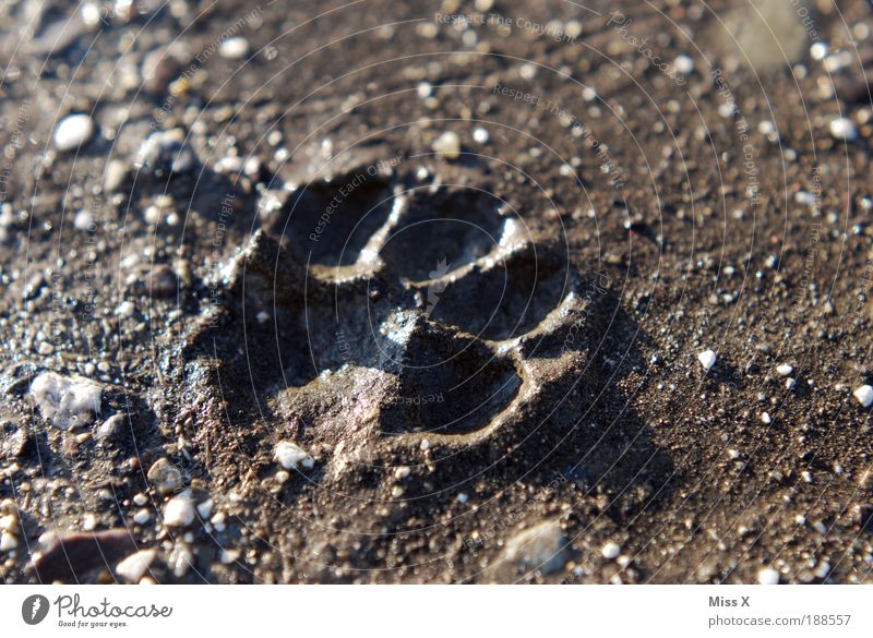 Katze oder Hund ??? Natur Erde Tier Haustier Wildtier Pfote Fährte 1 laufen dreckig Gassi gehen Spaziergang Stein Wege & Pfade Abdruck bedrohlich Jagd Farbfoto