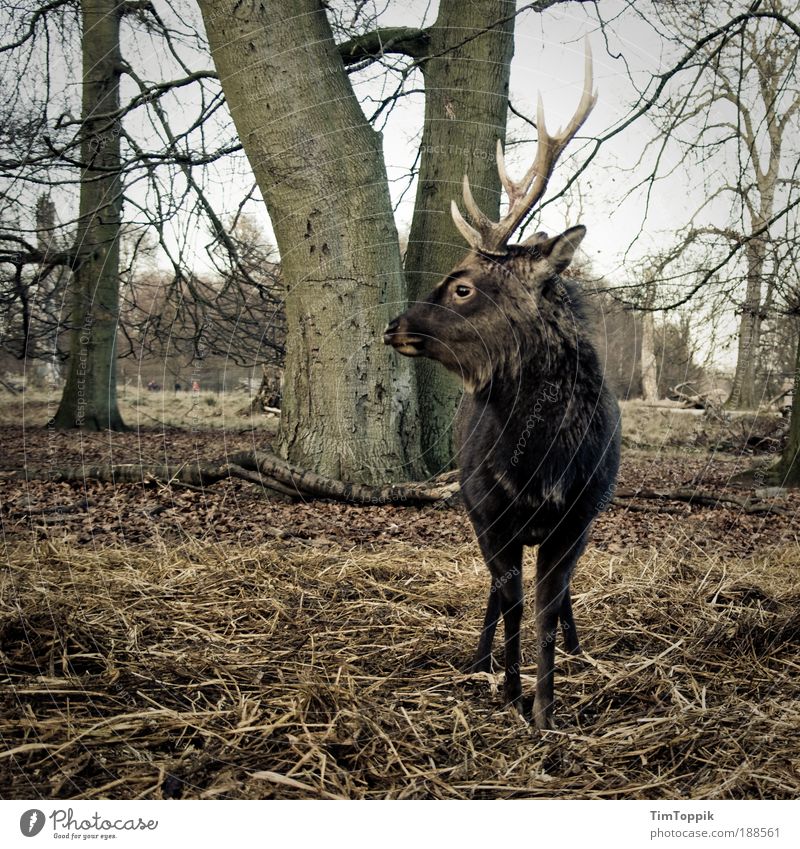 Mein Name ist Hirsch Wildtier Jagd Hirsche Reh Horn Zoo Stolz Baum Wald Wildpark Revier Jagdrevier Tiergesicht maskulin platzhirsch Führer Vorgesetzter