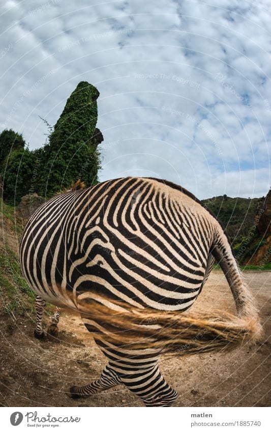 abgeblitzt Landschaft Pflanze Sand Himmel Wolken Wetter Gras Sträucher Felsen Tier Fell 1 blau braun grün schwarz weiß Zebra Schwanz kalte Schulter schwungvoll