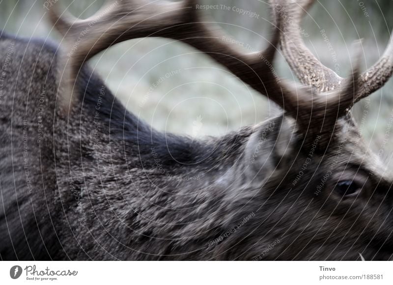 Hirsch Heinrich Tier 1 Bewegung stark wild Kraft Macht Fell Geweih Horn Hirsche Sikahirsch Tierauge Natur Wildnis Farbfoto Gedeckte Farben Außenaufnahme