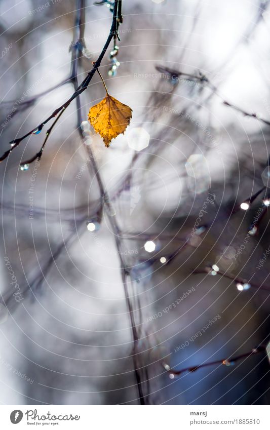 Ausdauernd Natur Herbst Schönes Wetter Pflanze Baum Blatt Birkenblätter hängen leuchten Hoffnung Traurigkeit herbstlich Herbstlaub Herbstfärbung lauf der zeit