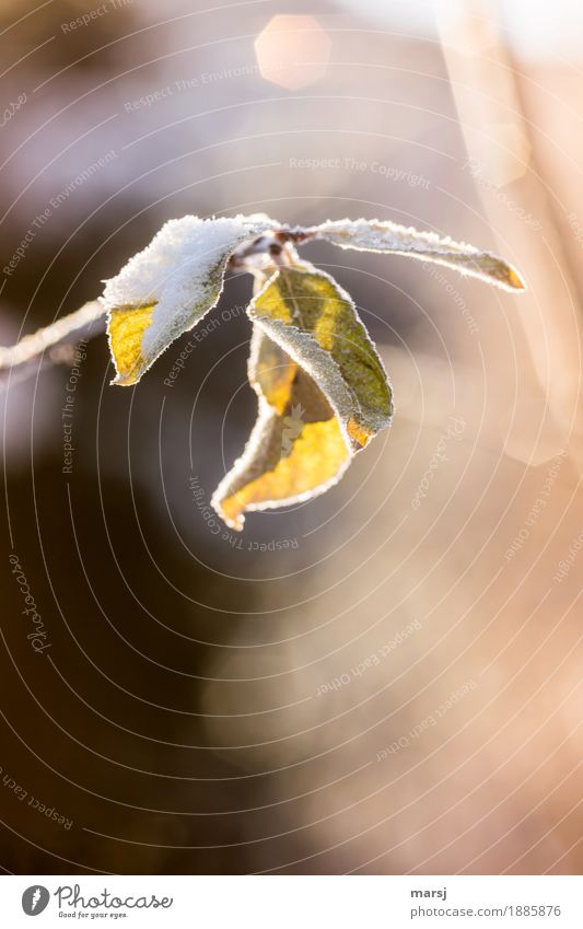 Hartnäckig Natur Sonnenlicht Herbst Winter Schönes Wetter Eis Frost Schnee Pflanze Blatt Herbstlaub leuchten Kraft Gelassenheit Traurigkeit Sorge welk