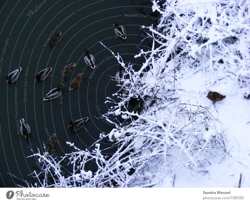 Enten am Ruhrufer Pflanze Tier Wasser Winter Eis Frost Schnee Sträucher Flussufer Ruhrgebiet Vogel Entenvögel Tiergruppe Zusammensein Gesellschaft (Soziologie)