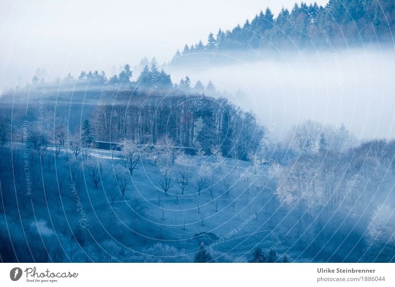 Frostiger Schwarzwald 2 Umwelt Natur Landschaft Pflanze Himmel Sonnenlicht Winter Klima Wetter Nebel Eis Baum Sträucher Nutzpflanze Obstbaum Feld Wald