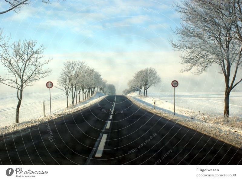 Daisy auf der Heimfahrt nach Entenhausen Winter Schnee Winterurlaub Unwetter Wind kämpfen frisch natürlich Kraft Romantik Hoffnung Horizont Schneemann