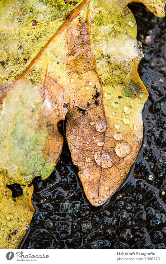 Schneeschmelze Natur Wasser Wassertropfen Winter Wetter Eis Frost Blatt frisch nass natürlich schön braun gelb gold schwarz ruhig standhaft Interesse