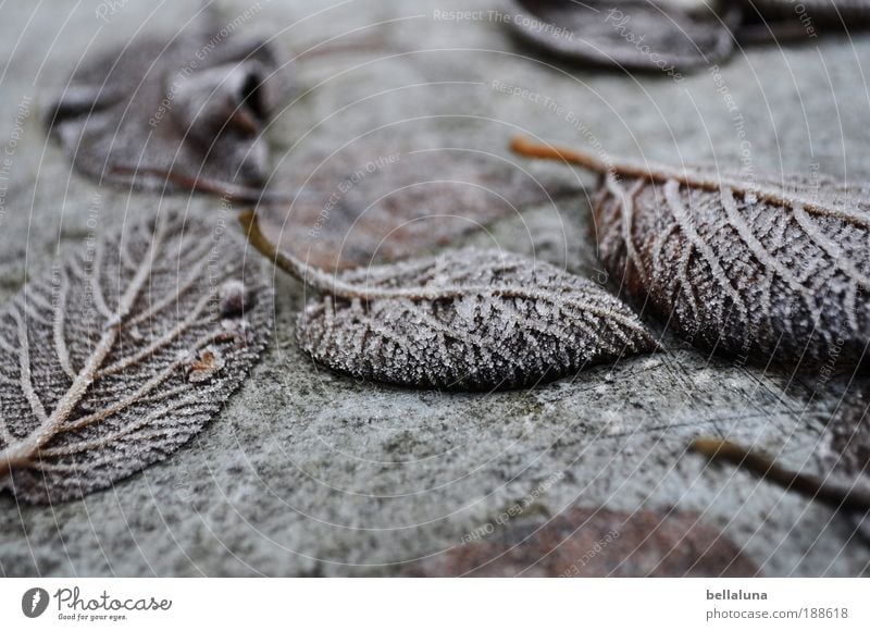 haltbar gemacht Umwelt Natur Pflanze Winter Klima Wetter Schönes Wetter Eis Frost Baum Sträucher Blatt kalt Raureif Farbfoto Außenaufnahme Morgen Tag Licht