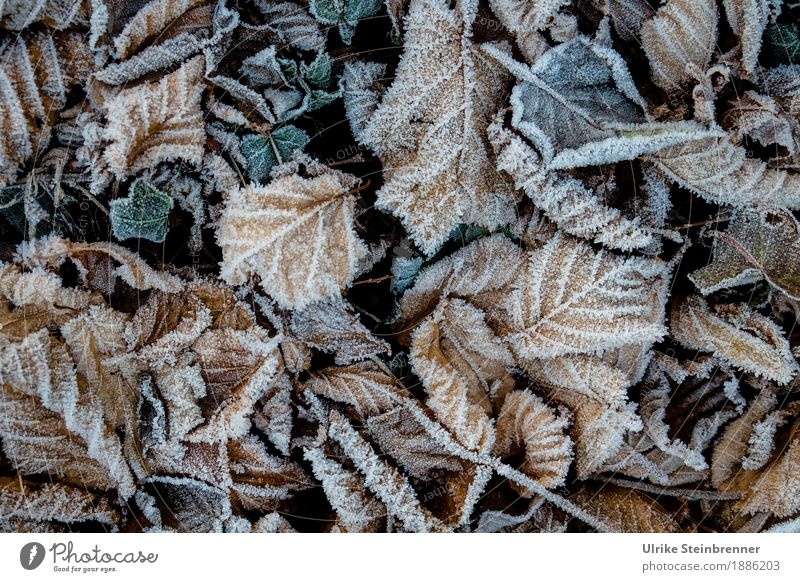 Raureif 1 Umwelt Natur Pflanze Herbst Winter Eis Frost Blatt Garten Park Wiese kalt natürlich Wandel & Veränderung Herbstlaub Efeu Bodendecker Gartenboden