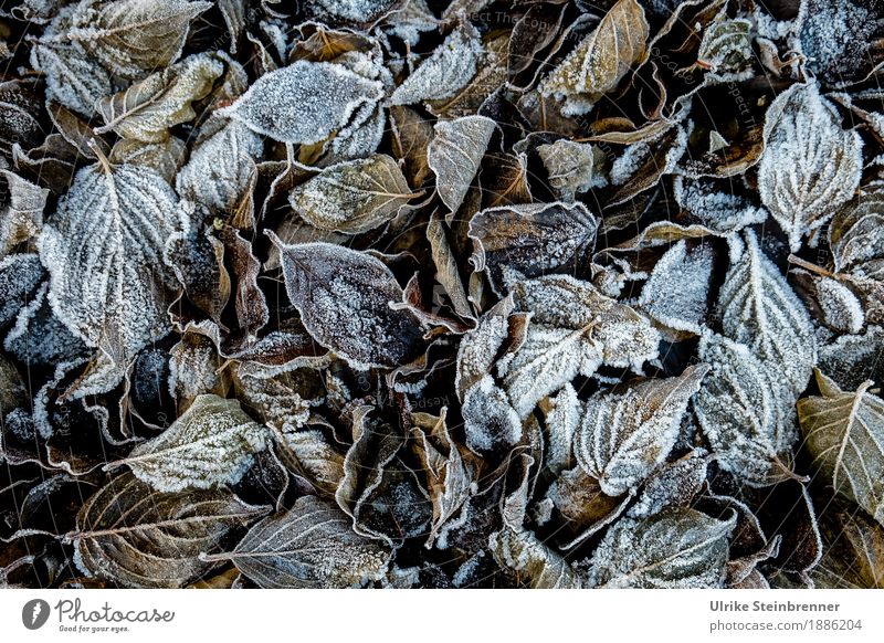 Raureif 2 Umwelt Natur Pflanze Winter Wetter Eis Frost Blatt Garten Park Wiese frieren glänzend liegen dehydrieren kalt natürlich braun weiß Netzwerk Verfall