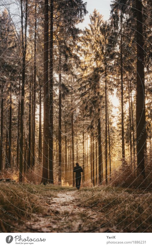 WALK maskulin Junger Mann Jugendliche Erwachsene 1 Mensch 18-30 Jahre Natur Winter Eis Frost Schnee Baum Wald gehen Spaziergang hoch kalt Wärme Fichtenwald