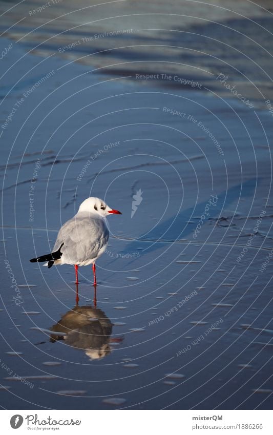 Gaffer III Natur Tier Vogel 1 ästhetisch Möwenvögel Reflexion & Spiegelung Meerwasser Küste Strandleben Farbfoto Außenaufnahme Menschenleer Textfreiraum links