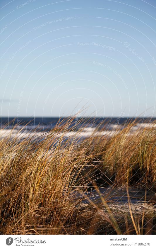 Dünengras V Kunst ästhetisch Ostsee Ostseeinsel Küste Gras Grasland Stranddüne Meer Sommer Sommerurlaub Deutschland Ferien & Urlaub & Reisen Urlaubsstimmung