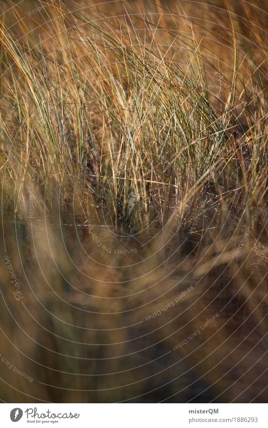 Dünengras II Kunst Kunstwerk ästhetisch Ostsee Natur Außenaufnahme Ostseeinsel Gras Wind wehen Windstille Küste Farbfoto Gedeckte Farben Nahaufnahme