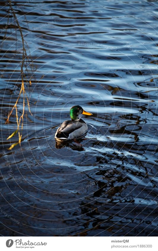 Enter. Kunst ästhetisch Entenvögel Ententeich Vogel Vogelperspektive Vogeljagd Teich Farbfoto mehrfarbig Außenaufnahme Experiment Muster Menschenleer