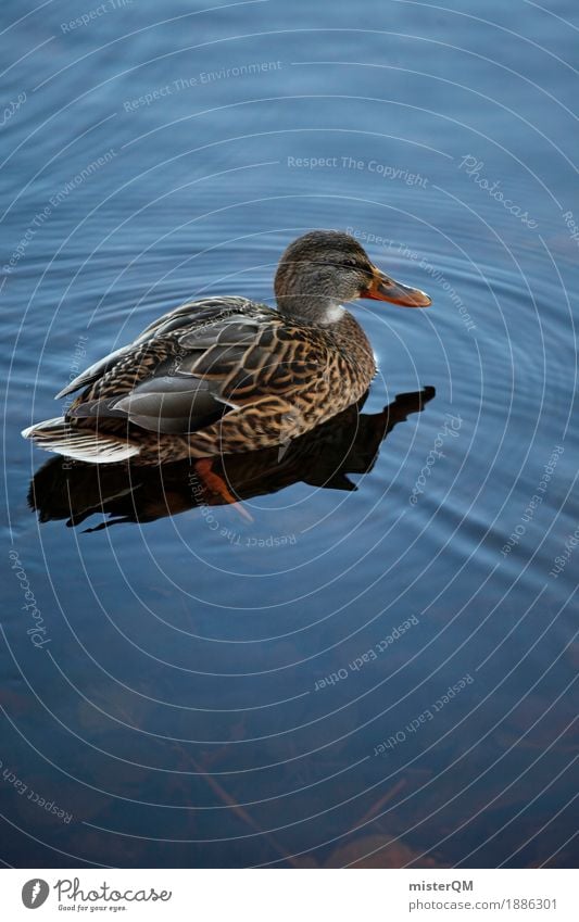 Dicke Ente. Kunst ästhetisch Entenvögel Ententeich Im Wasser treiben Vogel Tier heimisch Feder Farbfoto mehrfarbig Außenaufnahme Experiment Menschenleer