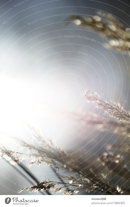 Sonnenwind. Kunst ästhetisch ruhig Ruhestand Einsamkeit Getreide Wiese Gras wehen Sonnenstrahlen Sommer Idylle abgelegen friedlich Farbfoto mehrfarbig