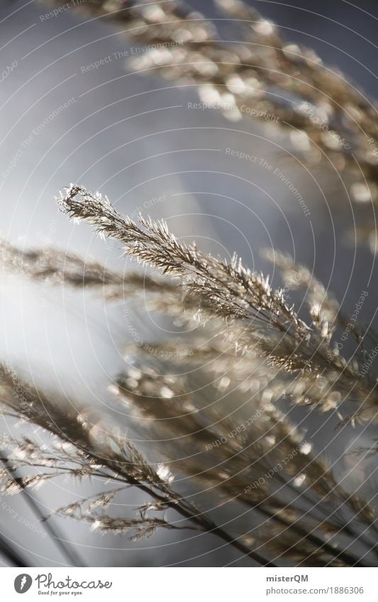 Windtänzer. Kunst ästhetisch wehen Gras dezent Wachstum Natur Naturschutzgebiet Getreide Getreidefeld Gräserblüte Idylle friedlich Farbfoto mehrfarbig