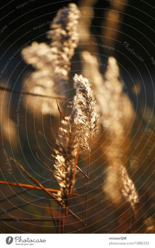 Sonnenwind III Kunst ästhetisch Stroh Wiese Gras Gräserblüte wehen Wind Windstille Pflanze Herbst Sommerabend Farbfoto Gedeckte Farben Außenaufnahme Nahaufnahme