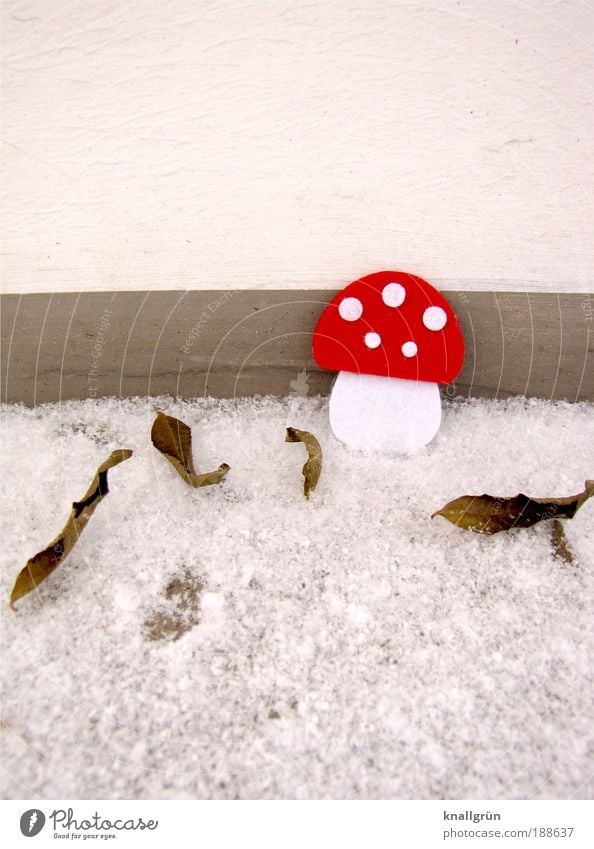 Rotkäppchen Tier schlechtes Wetter Eis Frost Schnee Pflanze Pilz Fliegenpilz Blatt frieren stehen kalt grau rot weiß Punkt Winter Filzpilz Blätter Neuschnee