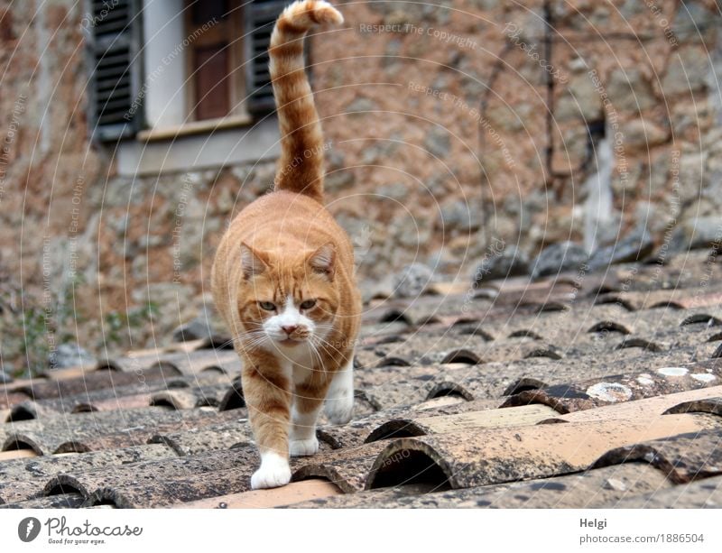 neugierig... Insel Mallorca Spanien Dorf Gebäude Mauer Wand Fenster Dach Tier Haustier Katze 1 laufen Blick alt authentisch einfach einzigartig braun grau weiß