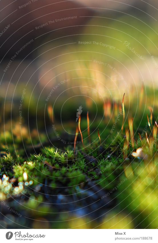 Moos Umwelt Natur Sommer Herbst Pflanze Park Wiese Wachstum dünn klein nass grün Idylle Farbfoto mehrfarbig Außenaufnahme Detailaufnahme Makroaufnahme