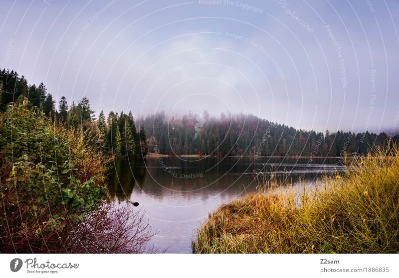 Spitzingsee Abenteuer Berge u. Gebirge wandern Natur Landschaft Herbst schlechtes Wetter Nebel Gras Sträucher Wald Alpen Seeufer kalt nachhaltig natürlich grün