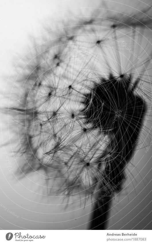 Leichtigkeit Sommer Natur Pflanze Wind Blume springen schön weich Trauer dandelion flower seed black dandilion white abstract flying close up bloom damaged head