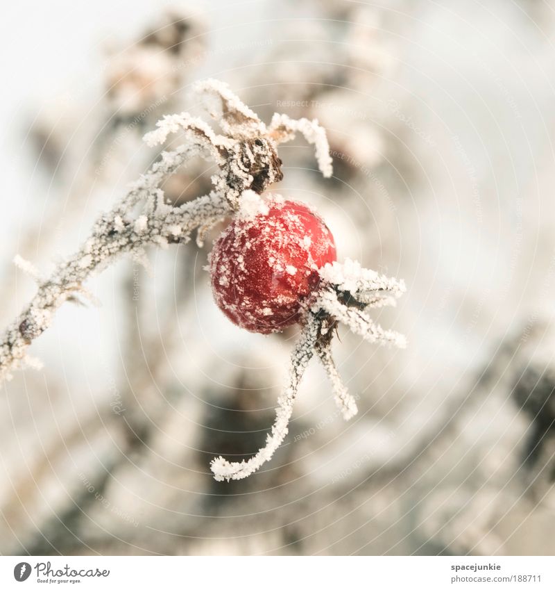 Red ballon Natur Winter Eis Frost Schnee Pflanze Sträucher Rose Wildpflanze Park alt frieren kalt rot Frucht Farbfoto Außenaufnahme Tag Schwache Tiefenschärfe