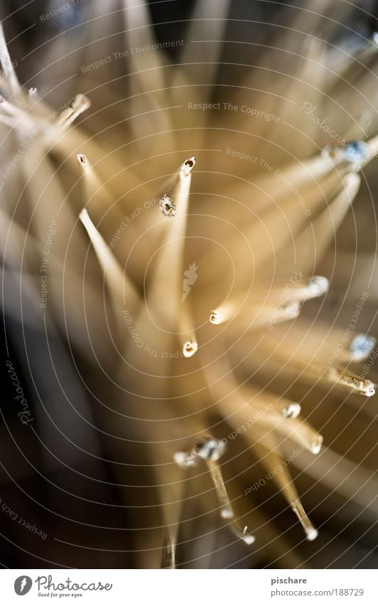 .:'.`, Natur Tier Sträucher stachelig trocken braun gelb gold chaotisch pischare Pflanze Stroh Heu Unschärfe Farbfoto Außenaufnahme Experiment Tag Kontrast