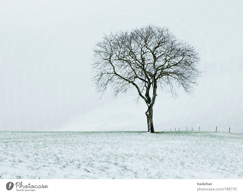 s i l e n c e Umwelt Natur Landschaft Pflanze Erde Himmel Horizont Winter Schnee Wiese Hügel ruhig Tag Farbfoto Gedeckte Farben Außenaufnahme Menschenleer