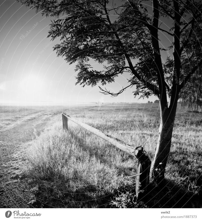 Offene Landschaft Umwelt Natur Pflanze Wolkenloser Himmel Horizont Herbst Klima Schönes Wetter Gras Sträucher Laubbaum Wiese Weide glänzend leuchten stehen