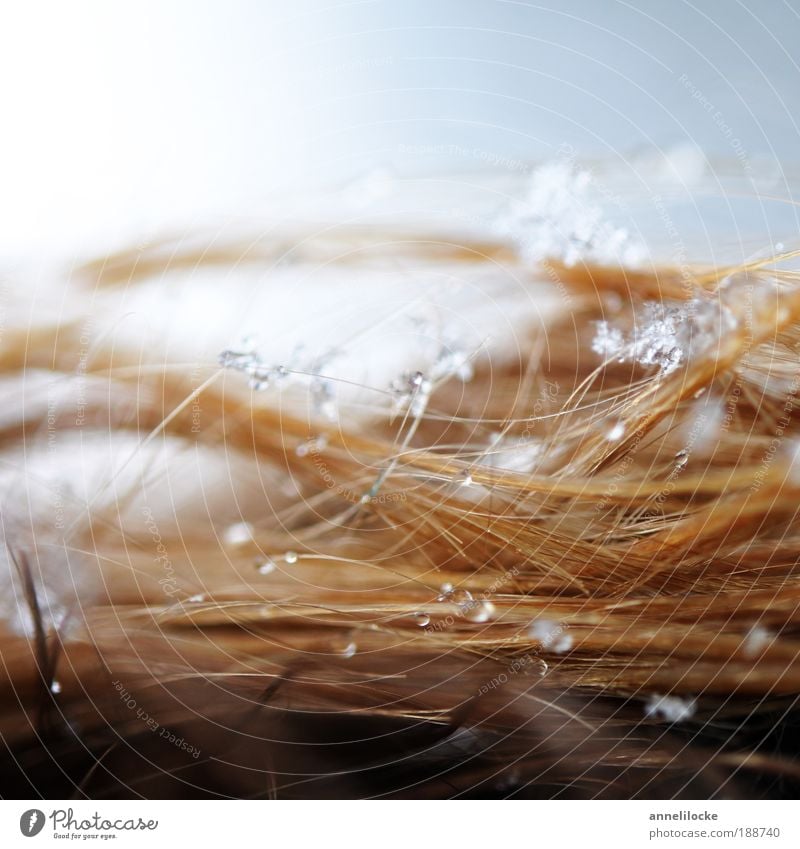 den Winter im Haar Ferien & Urlaub & Reisen Ausflug Schnee Mensch Haare & Frisuren Natur Urelemente Wasser Wassertropfen Schönes Wetter Eis Frost Schneefall